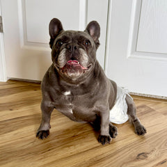 Four Paws gros plan du trou de queue Foam-Fit pour maintien sûr