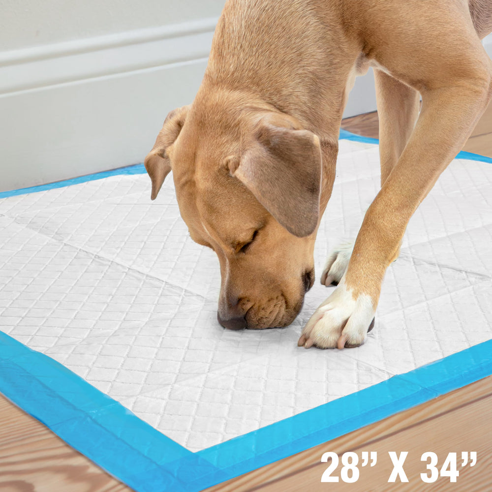 Four Paws mise en scène intérieur avec grand chien et tapis, solution pratique en appartement