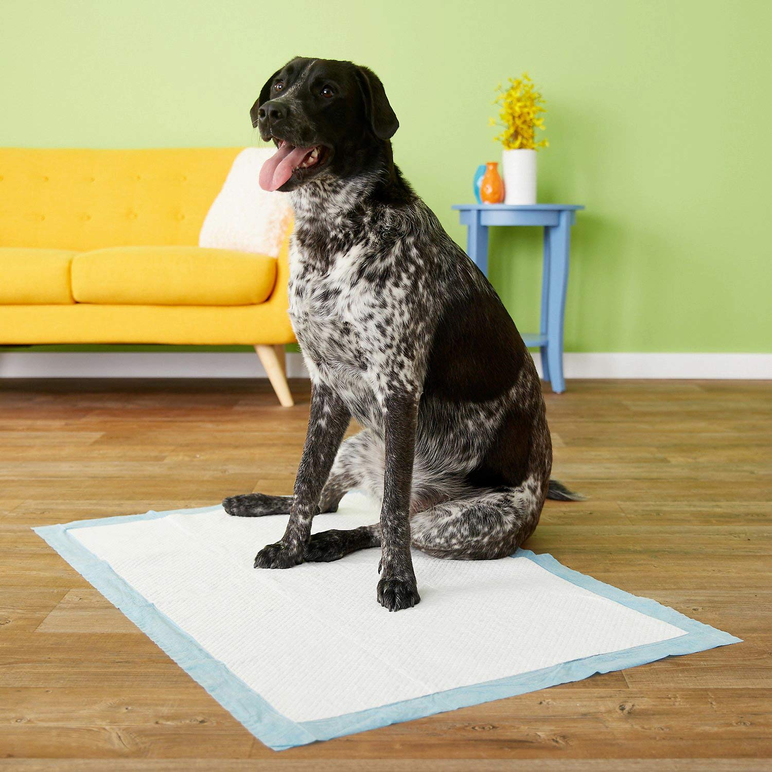 Four Paws pack ouvert montrant 18 tapis et rangement pratique