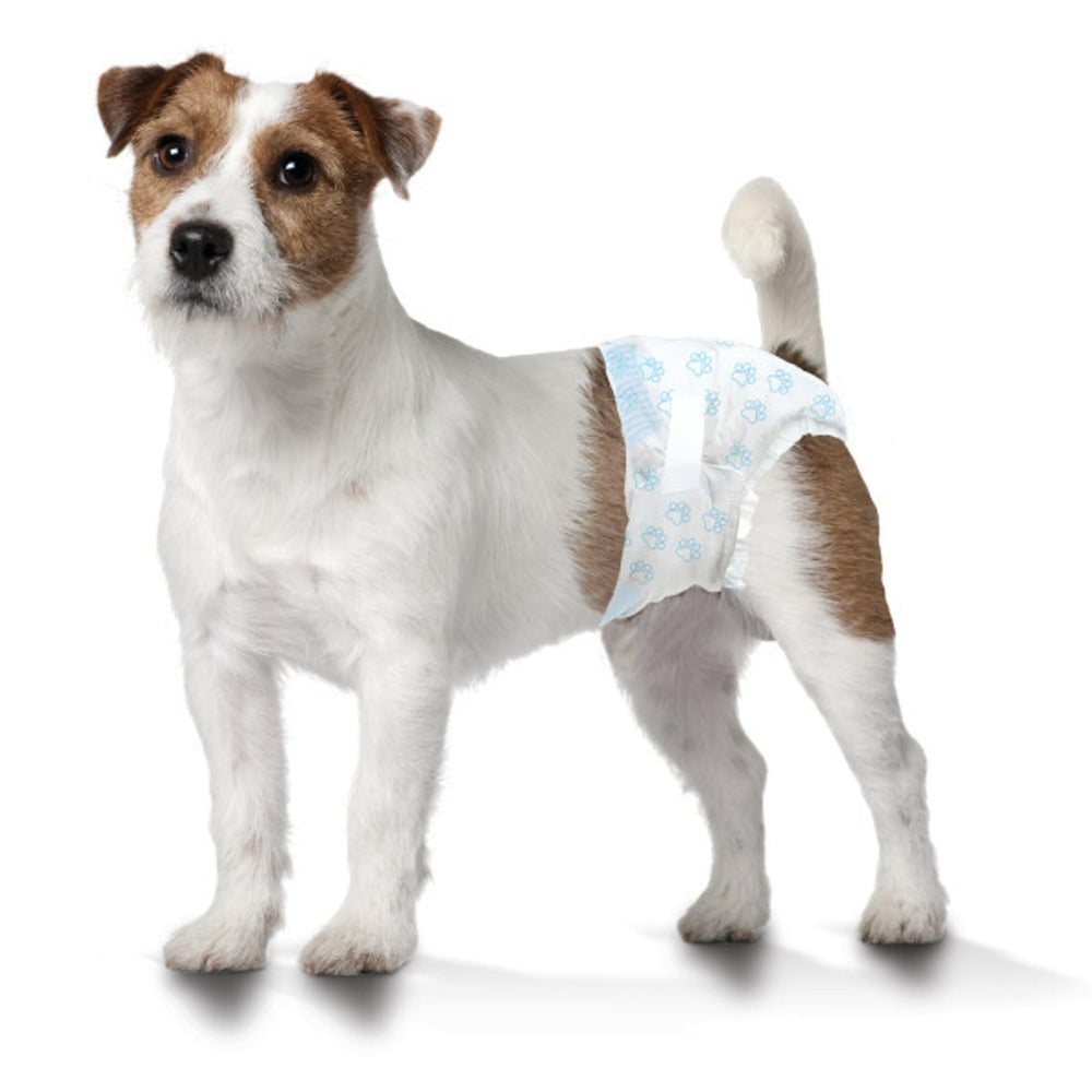 Four Paws comparaison taille avec règle pour mesurer tour de taille précis