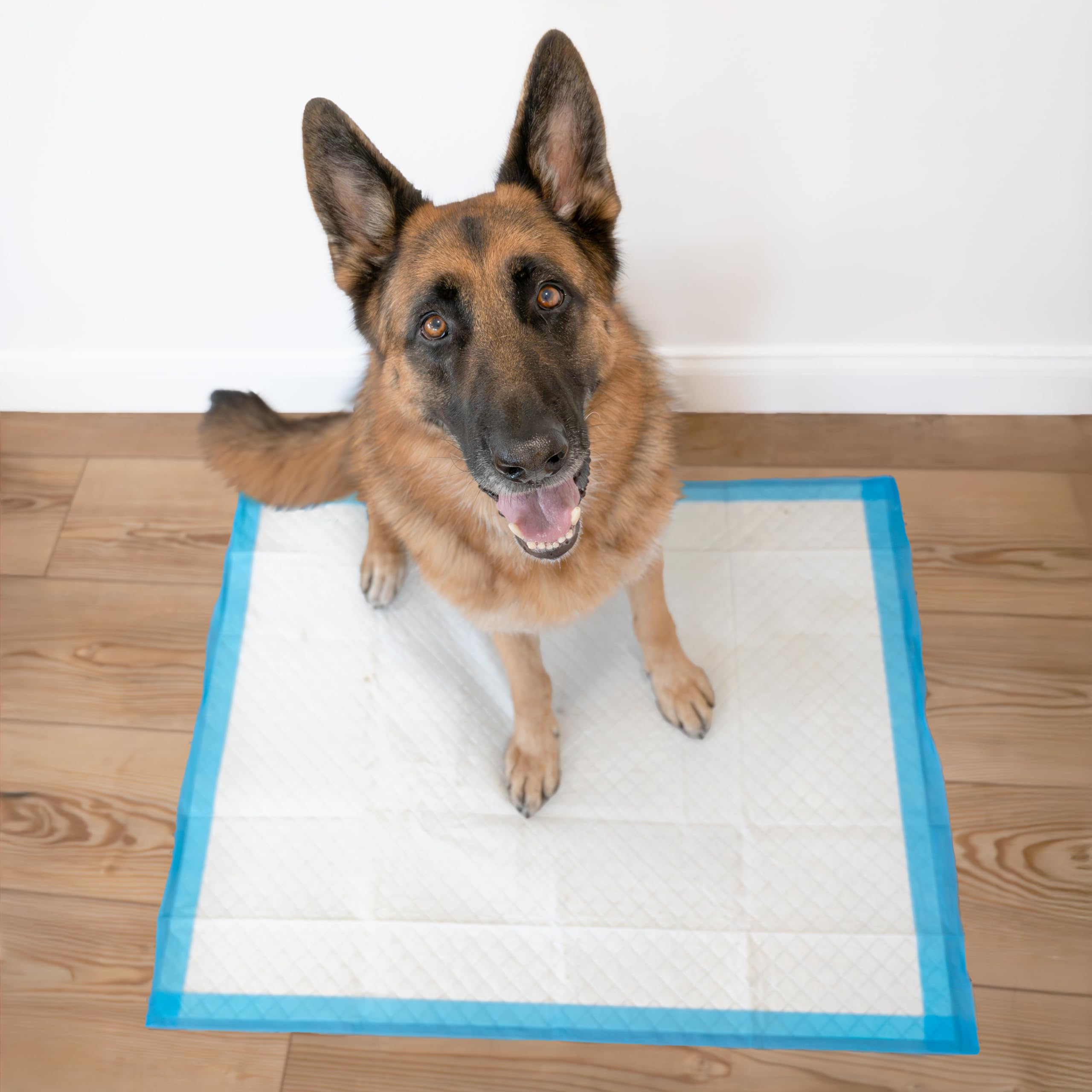 Four Paws comparaison d'échelle montrant la taille XL pour grandes races et confort accru