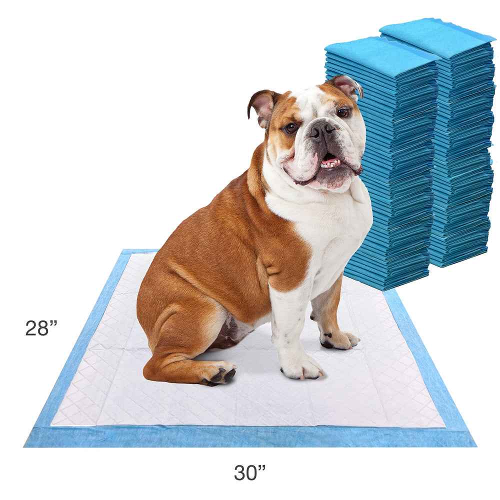 Four Paws main plaçant le tapis mettant en évidence la pose simple