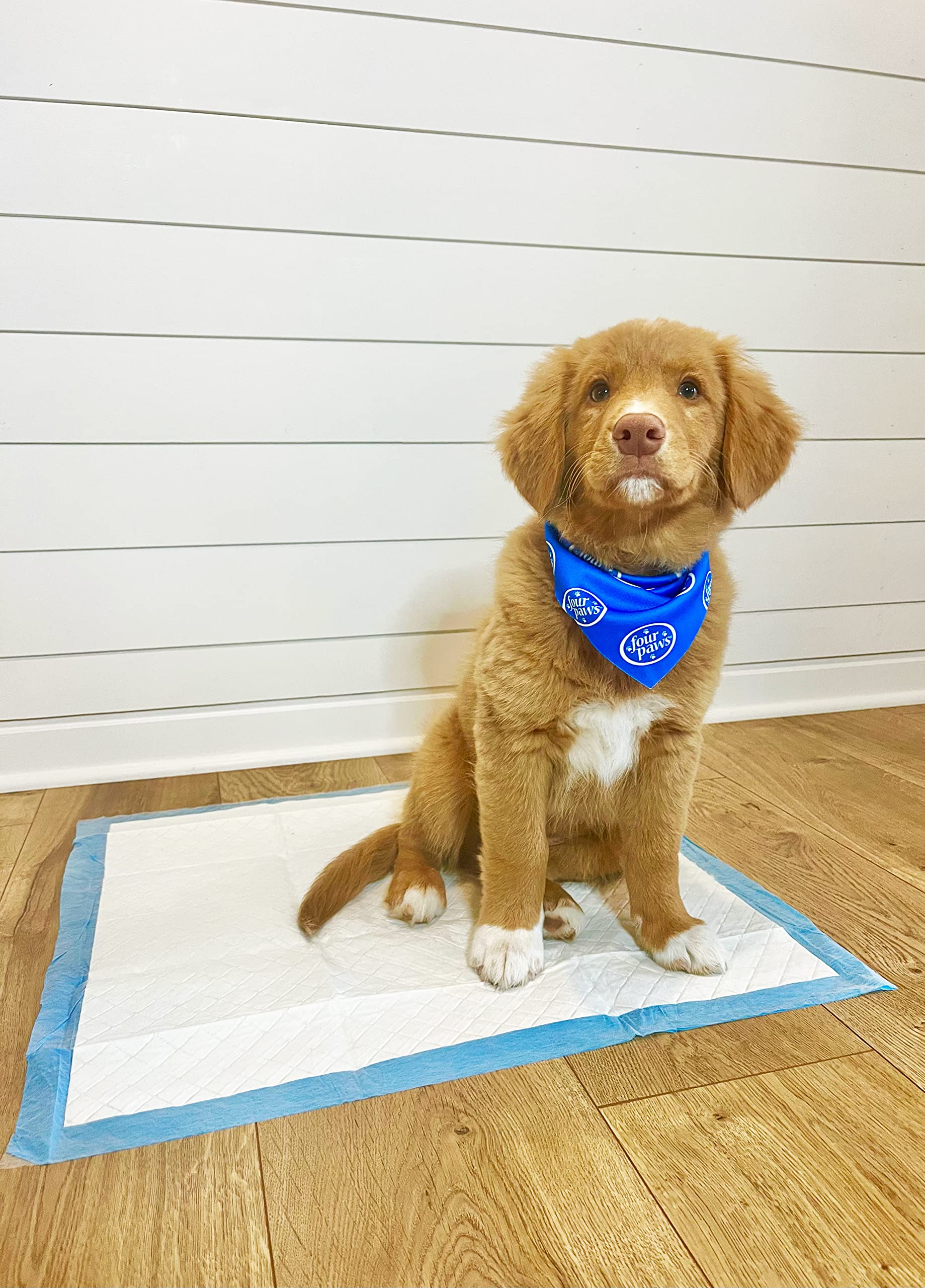 Four Paws image illustrant la fraîcheur Febreze et odeur printanière