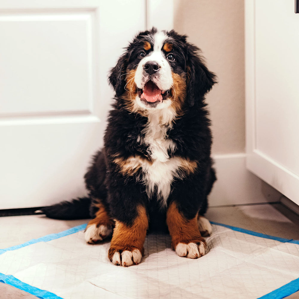 Four Paws quilting supérieur empêchant la dispersion de l’humidité