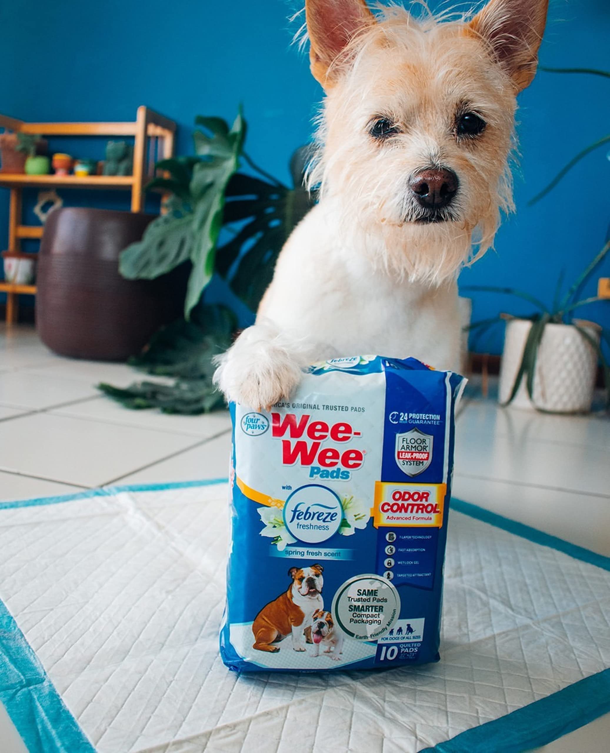 Four Paws étiquette attractif intégré attire le chien vers le tapis pour l'entraînement