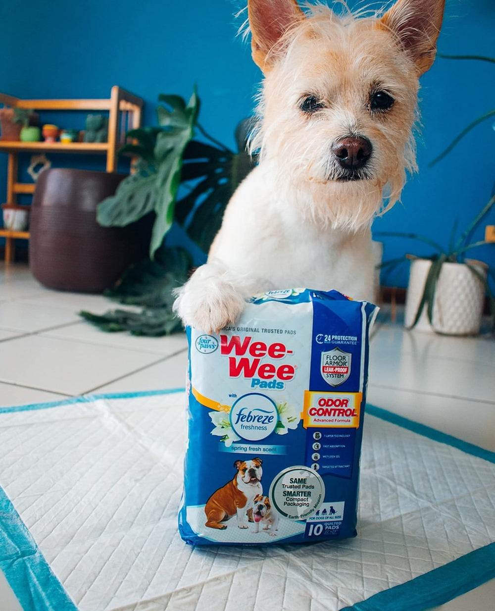 Four Paws étiquette attractif intégré attire le chien vers le tapis pour l'entraînement