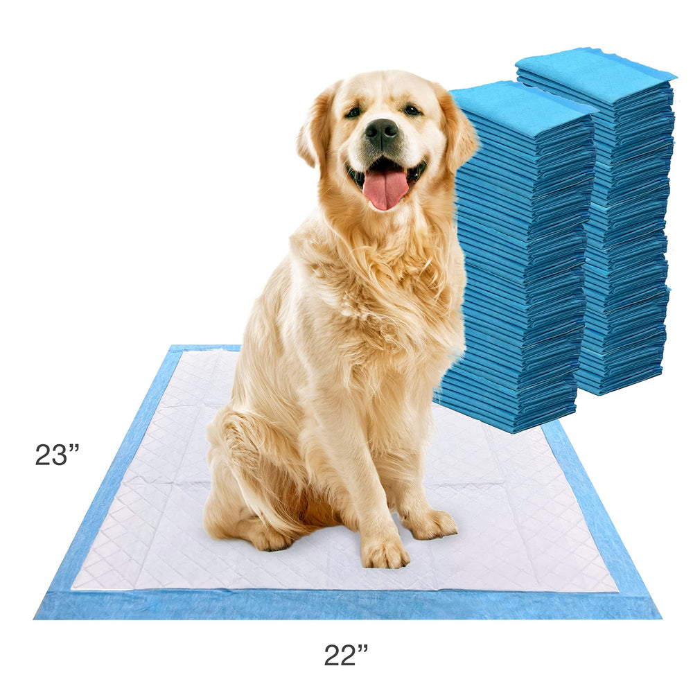 Four Paws tapis à côté d'un objet pour visualiser l'échelle