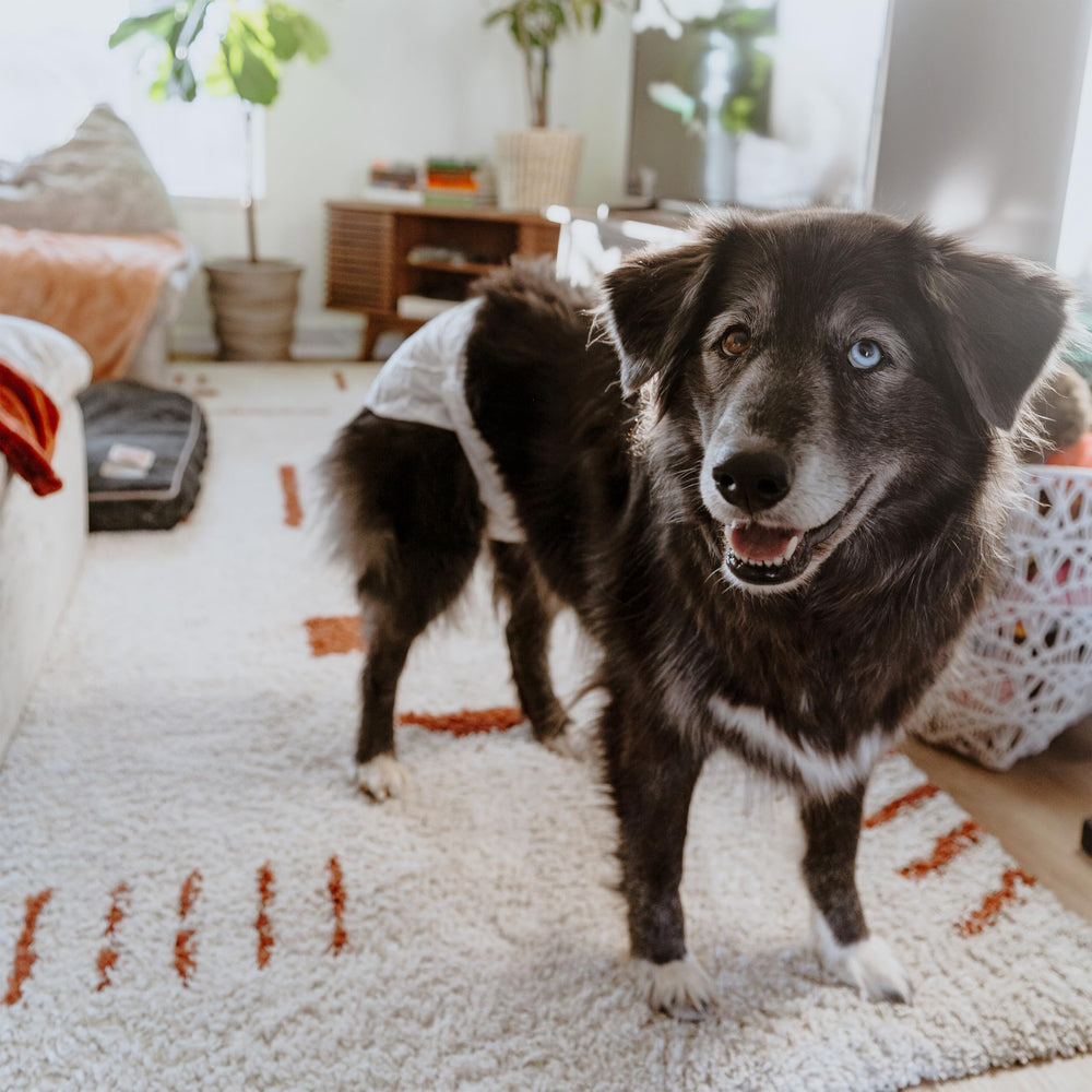 Four Paws texture absorbante montrant le noyau qui retient l'humidité