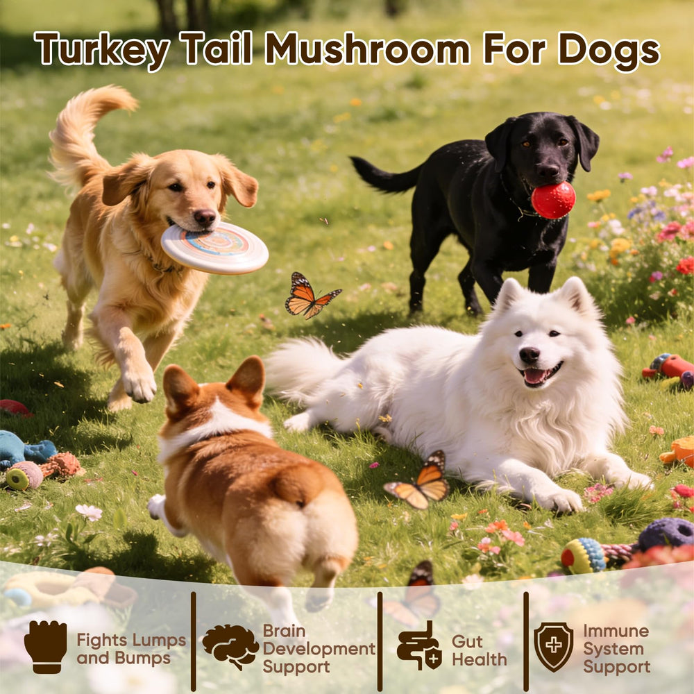 FQMUEV pastilles gros plan révélant texture et appétence pour chien