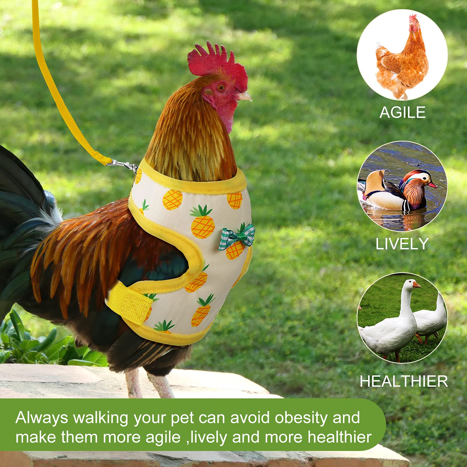 Frienda harnais porté par une poule en extérieur facilitant la promenade