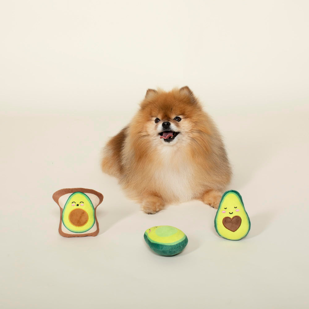 Fringe jouet en usage avec petit chien rapportant l'avocat, stimule le jeu interactif