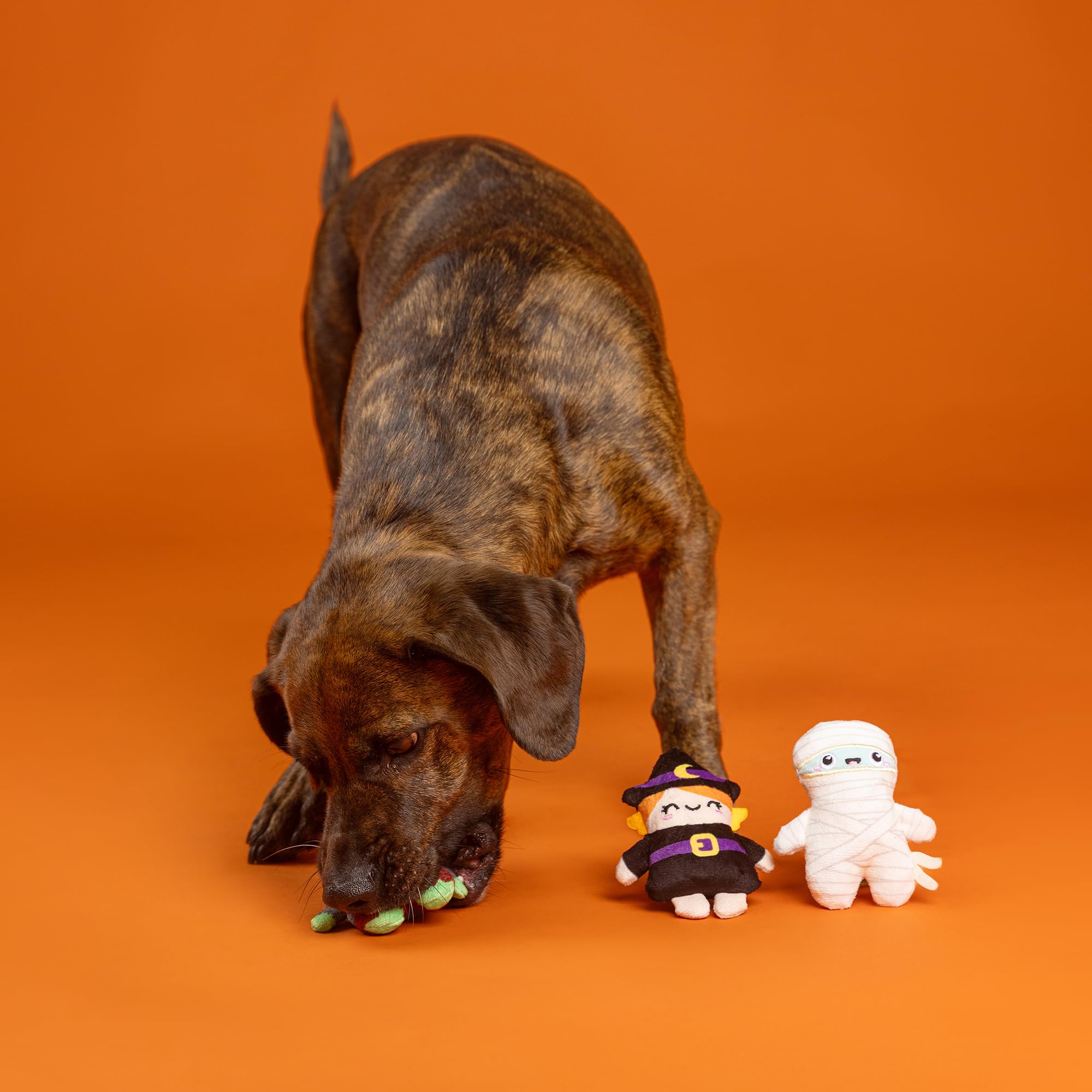 Fringe peluche en usage par petit chien illustrant interaction et amusement