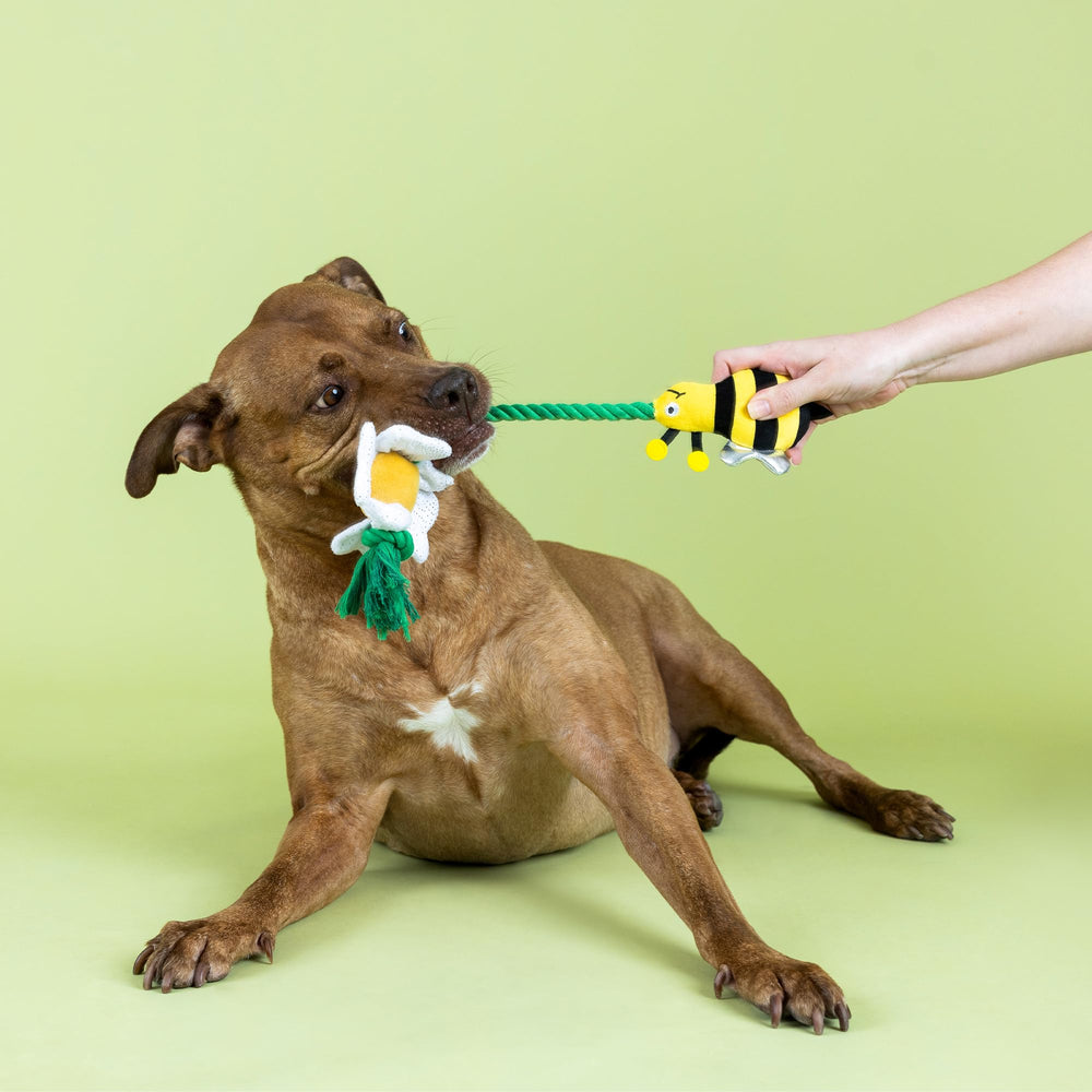 Fringe I’M Pollen for You chien jouant en extérieur, encourage exercice et lien