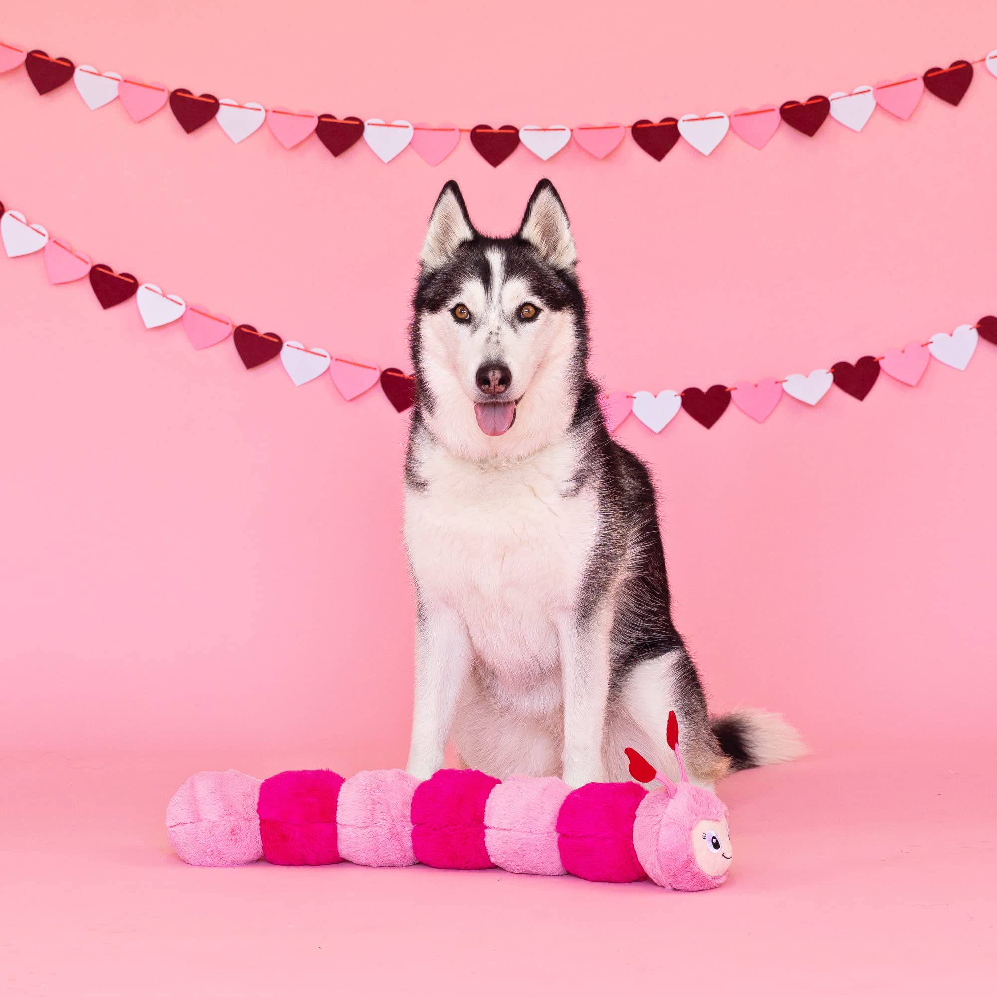 Fringe Love Bug chien rapportant le jouet montrant amusement et interaction