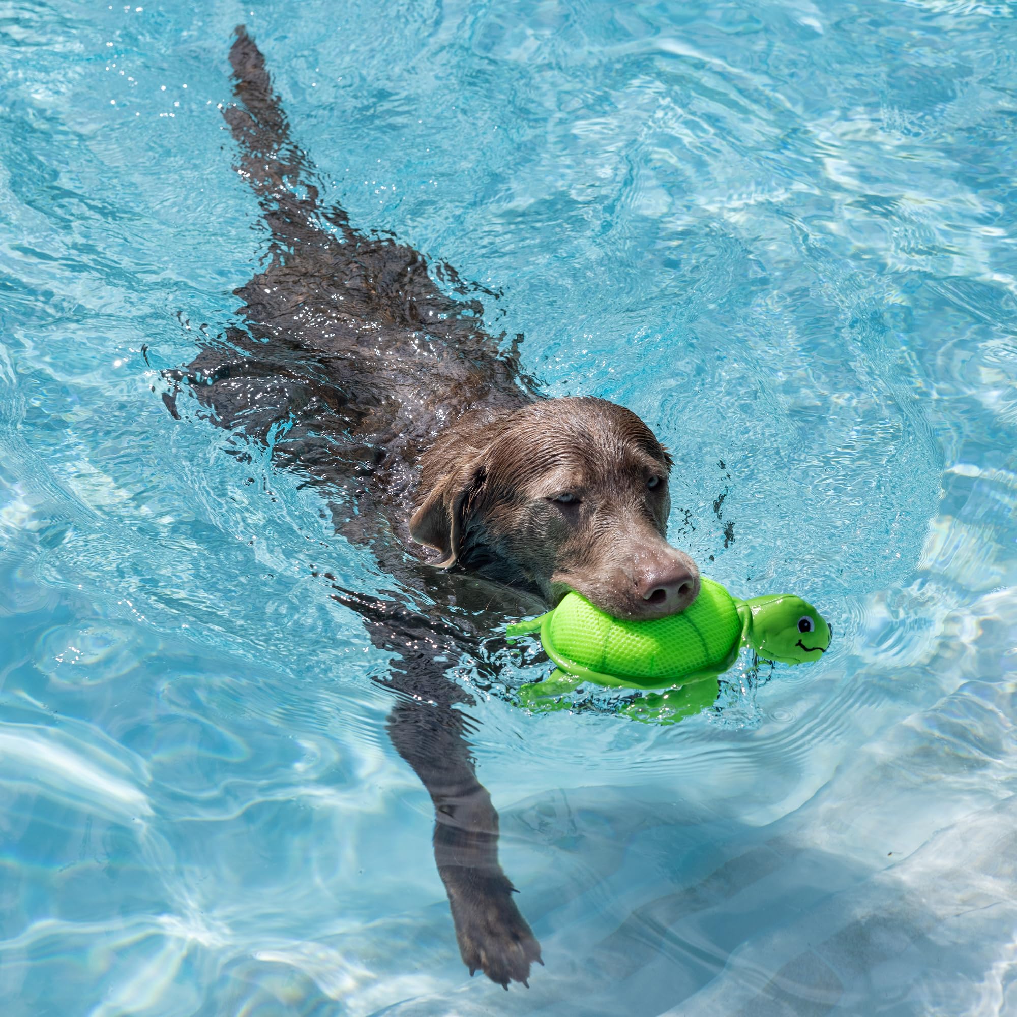 Fringe Snappy détail du sifflet ultrasonnore stimulant l'intérêt du chien