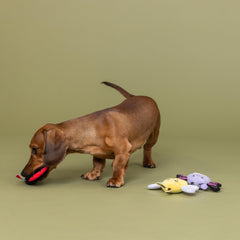 Fringe Studio comparaison d'échelle montrant la taille adaptée aux petits chiens