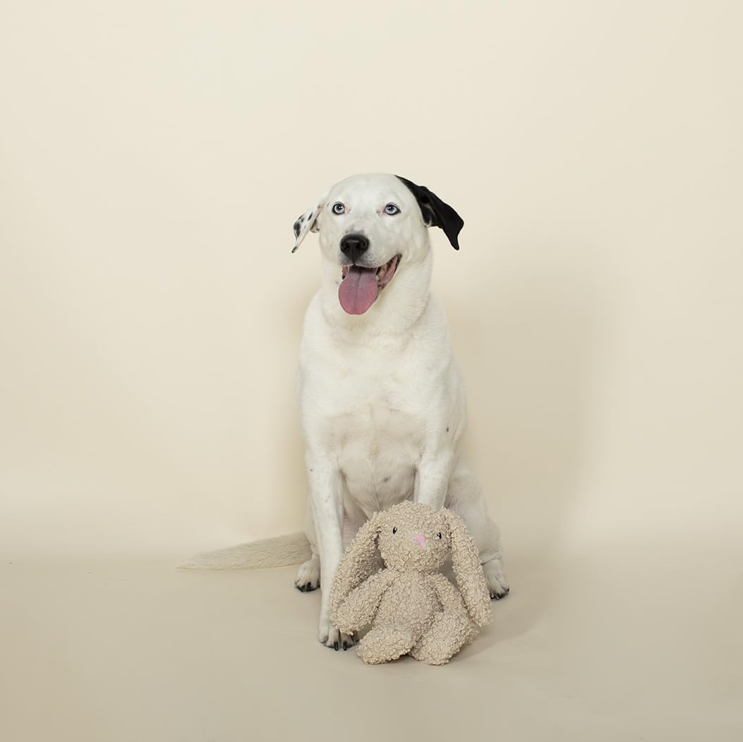 Fringe Studio lapin en usage par un chien montrant interaction et stimulation
