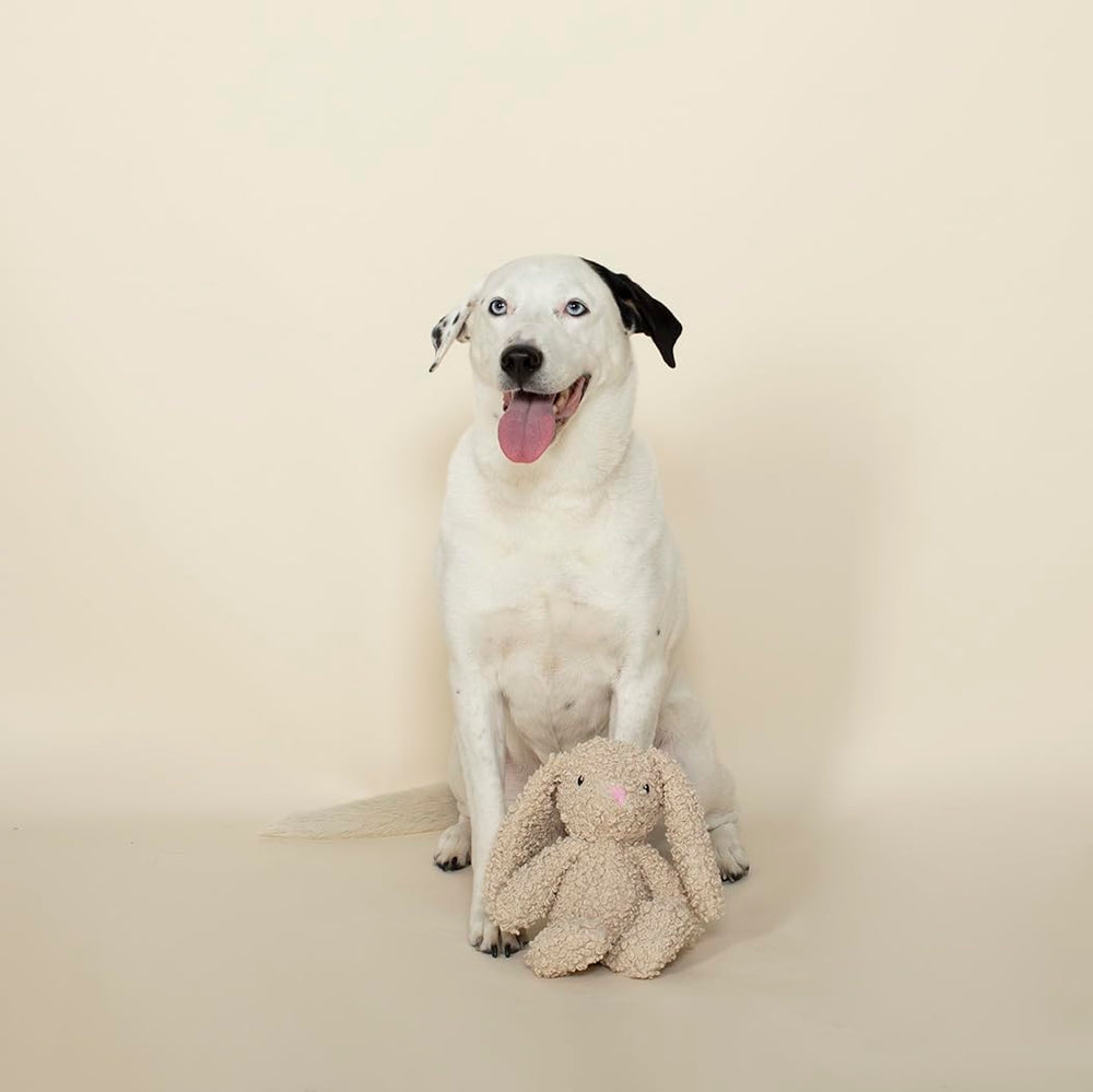Fringe Studio lapin en usage par un chien montrant interaction et stimulation