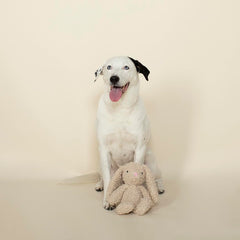 Fringe Studio lapin en usage par un chien montrant interaction et stimulation