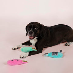 Fringe jouet en usage avec petit chien illustrant stimulation et jeu interactif