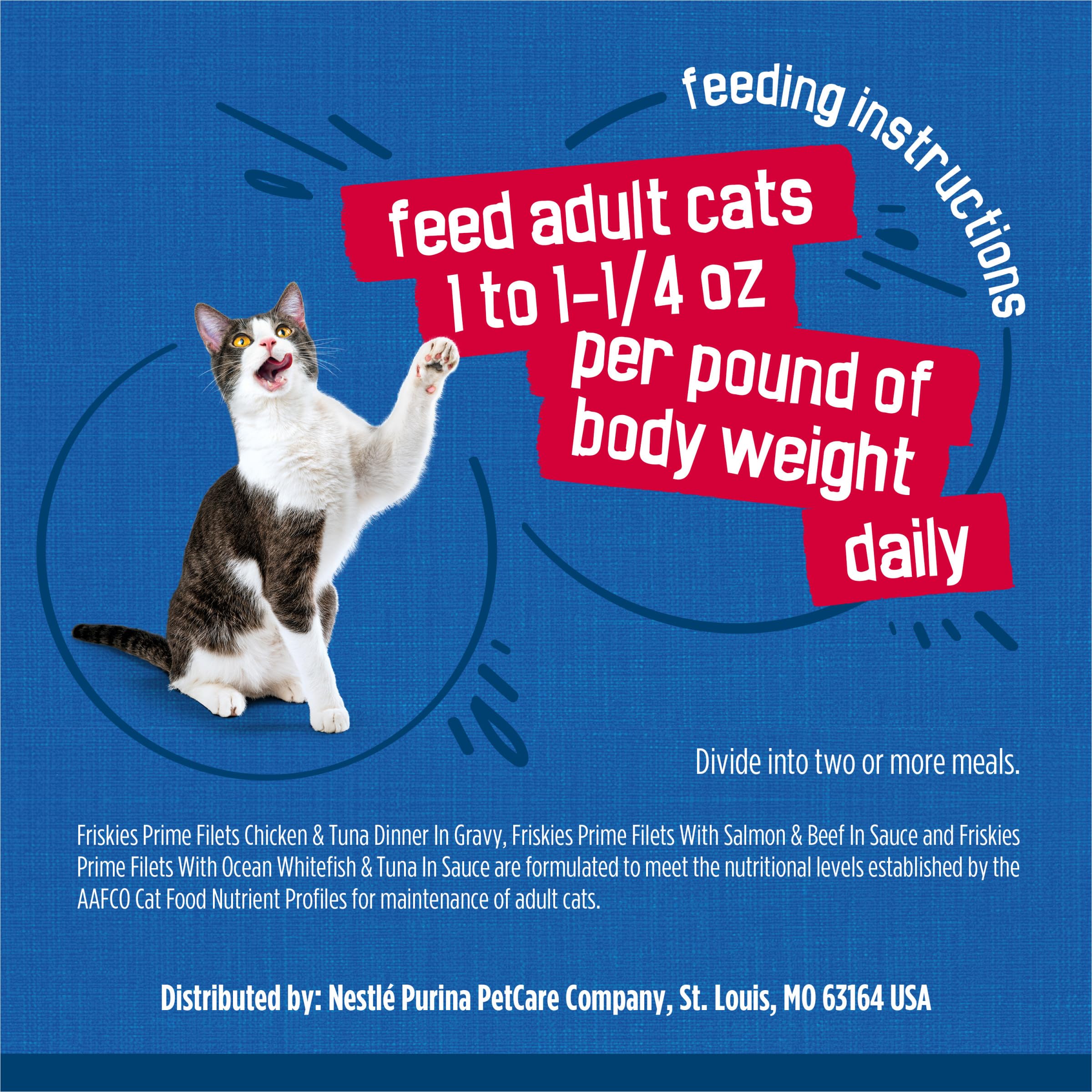 Friskies chat mange dans une assiette montrant plaisir alimentaire