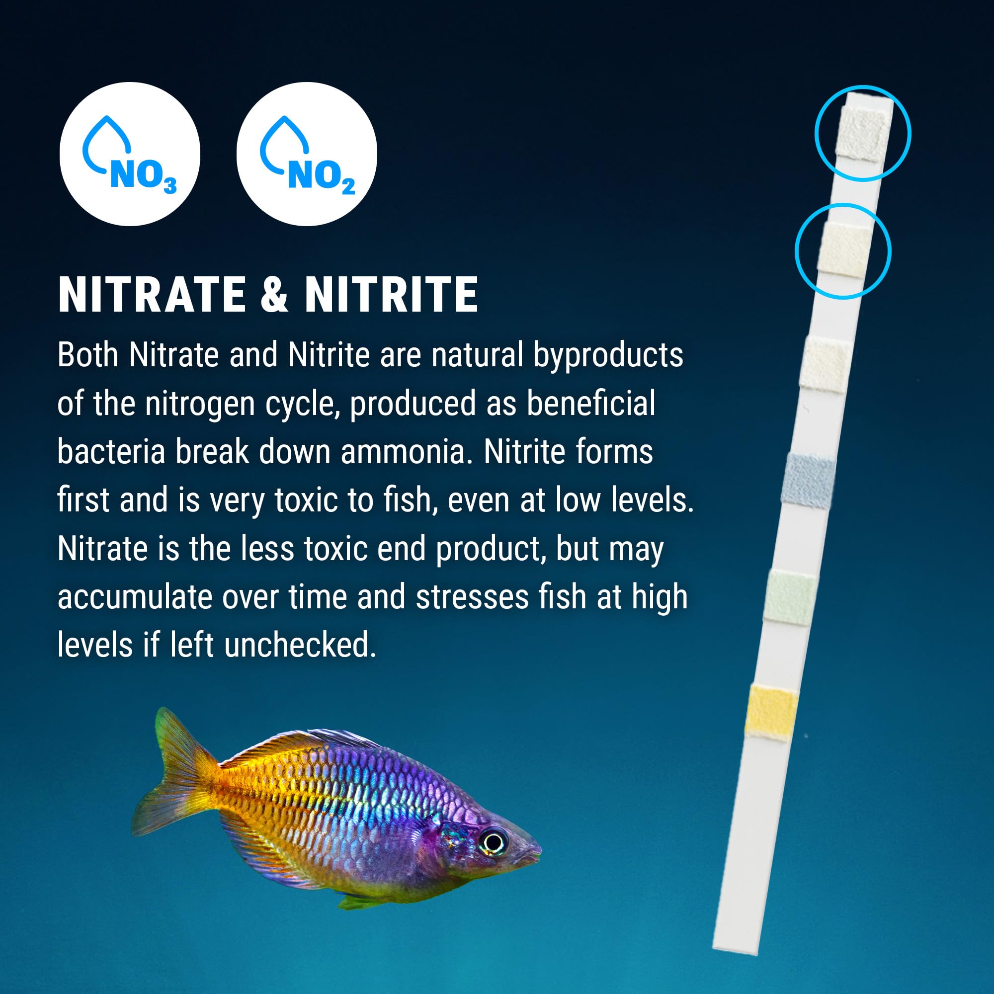 Utilisation d'une bandelette Fritz dans un aquarium pour contrôle immédiat