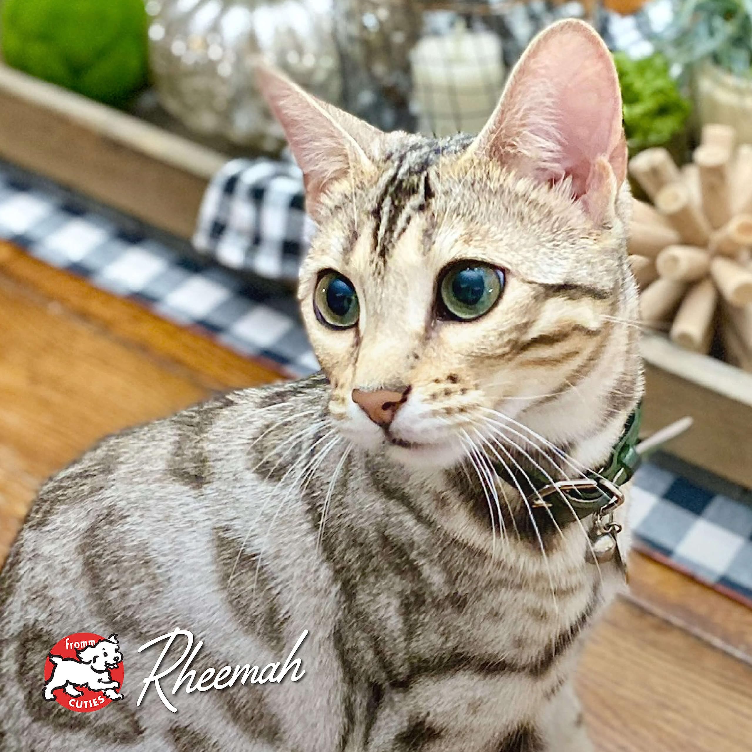 Fromm chat mange dans cuisine, recette appréciée au quotidien