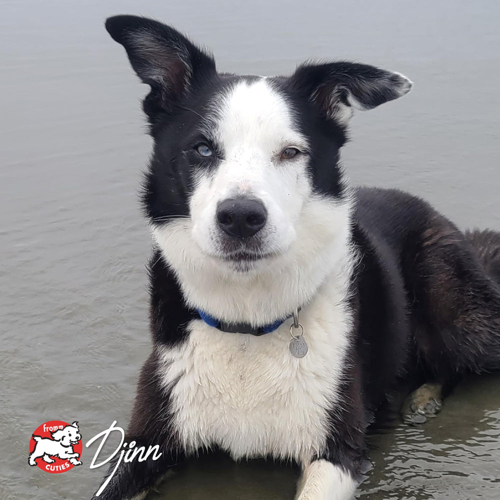 Fromm scène de foyer avec chien mangeant au bol, bénéfice acceptation par l'animal