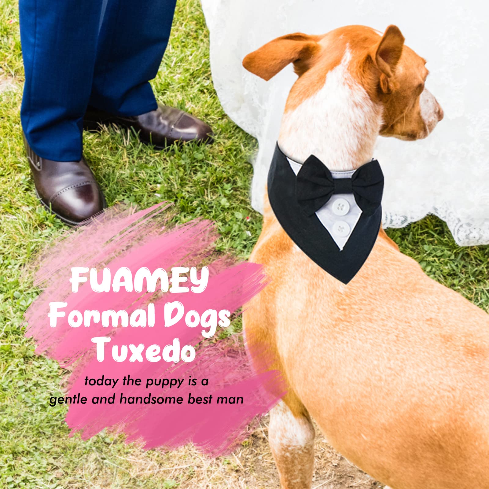 FUAMEY chien portant smoking lors d’un mariage pour photos soignées