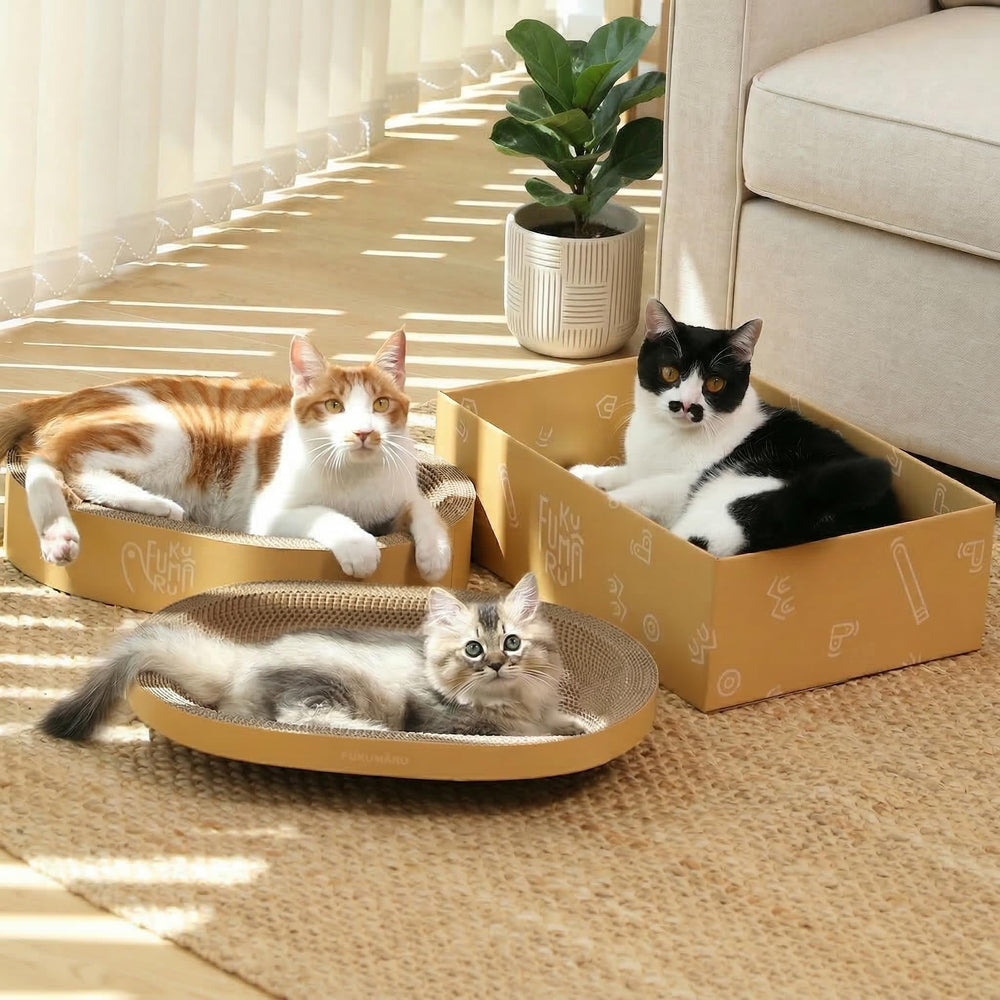FUKUMARU vue de face de l'ensemble 3pcs, offre polyvalente pour chat