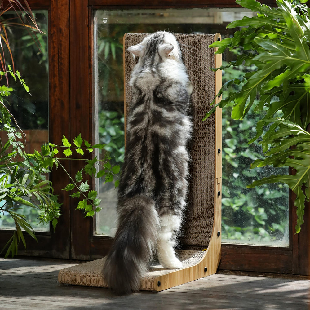 FUKUMARU comparaison taille avec règle adapté chats adultes