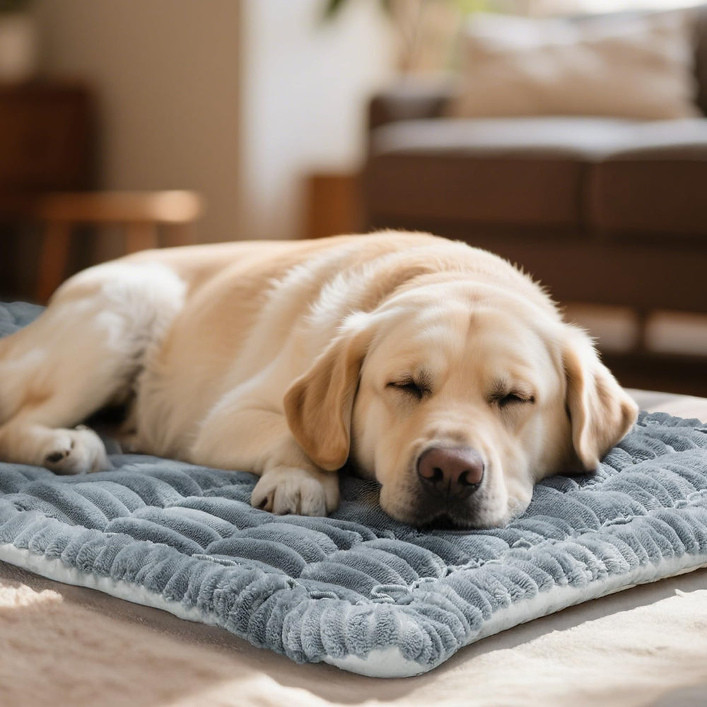 Fulltour housse installée avec chien montre confort et protection