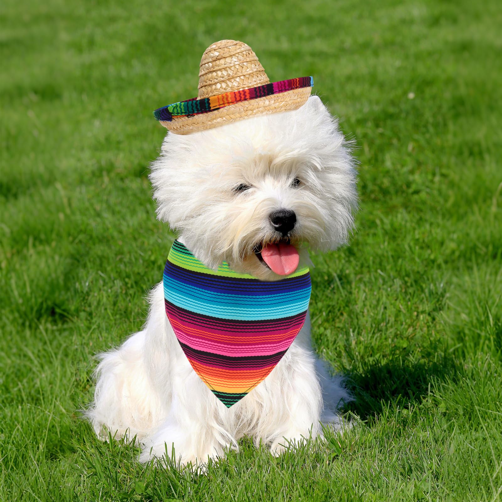 Fumwase chihuahua portant ensemble en fête, effet photogénique assuré