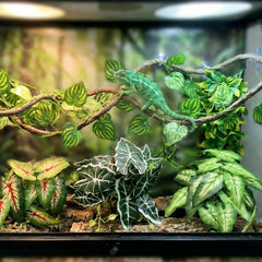 Funtinshdy liane 1 m déroulée offrant ponts et parcours pour reptiles