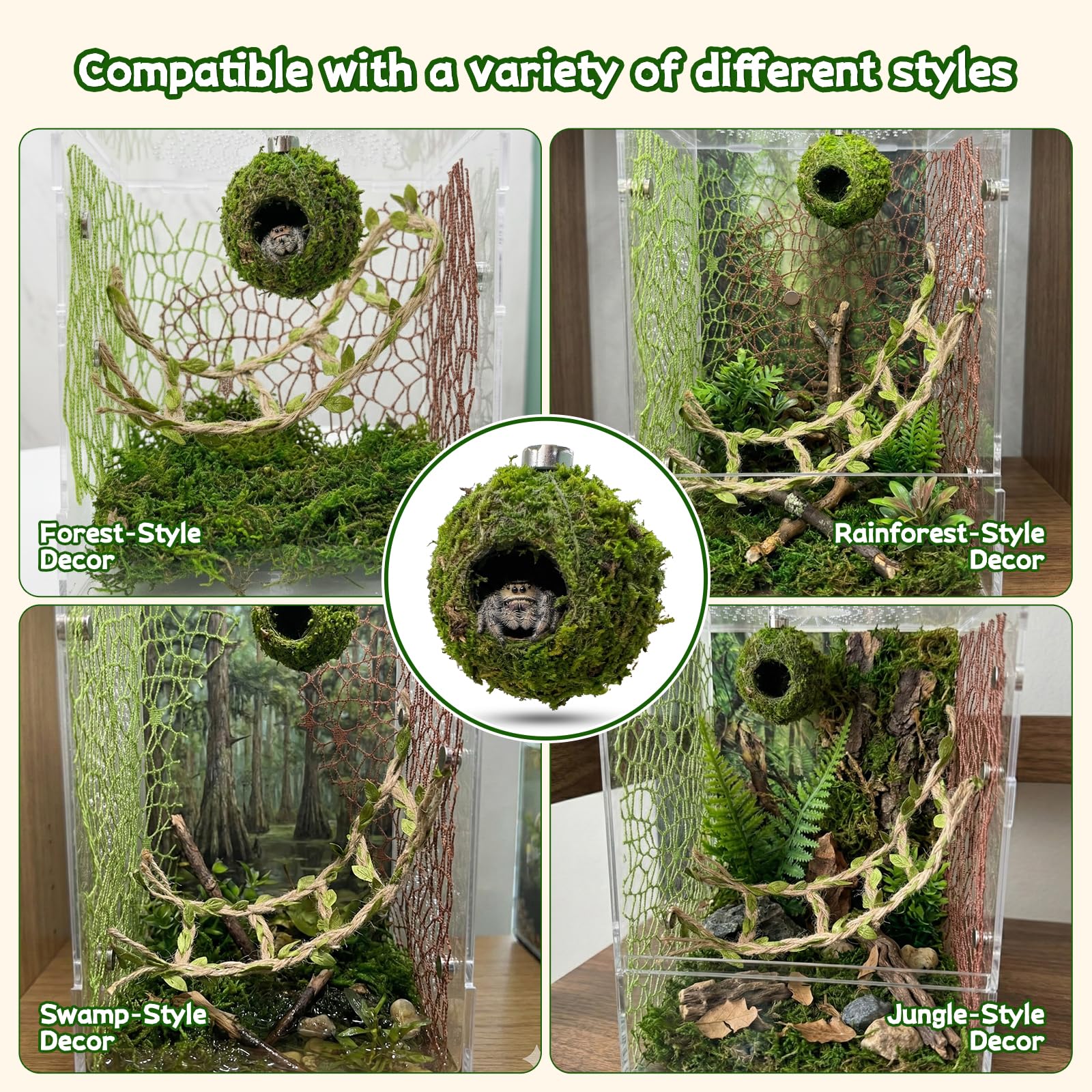 Funtinshdy mise en situation dans terrarium améliorant l'esthétique