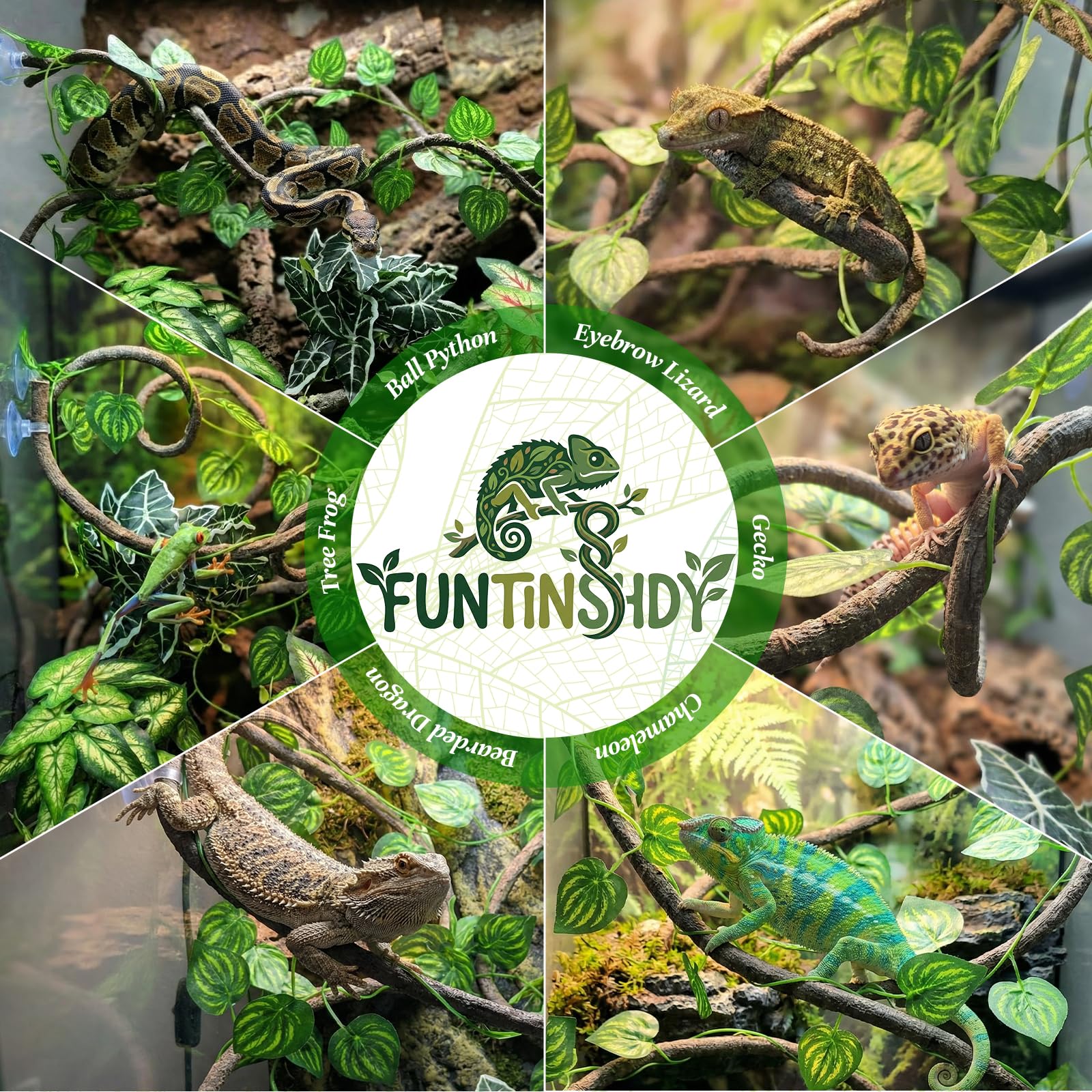 Funtinshdy gecko utilisant la liane et plantes pour grimper et se cacher