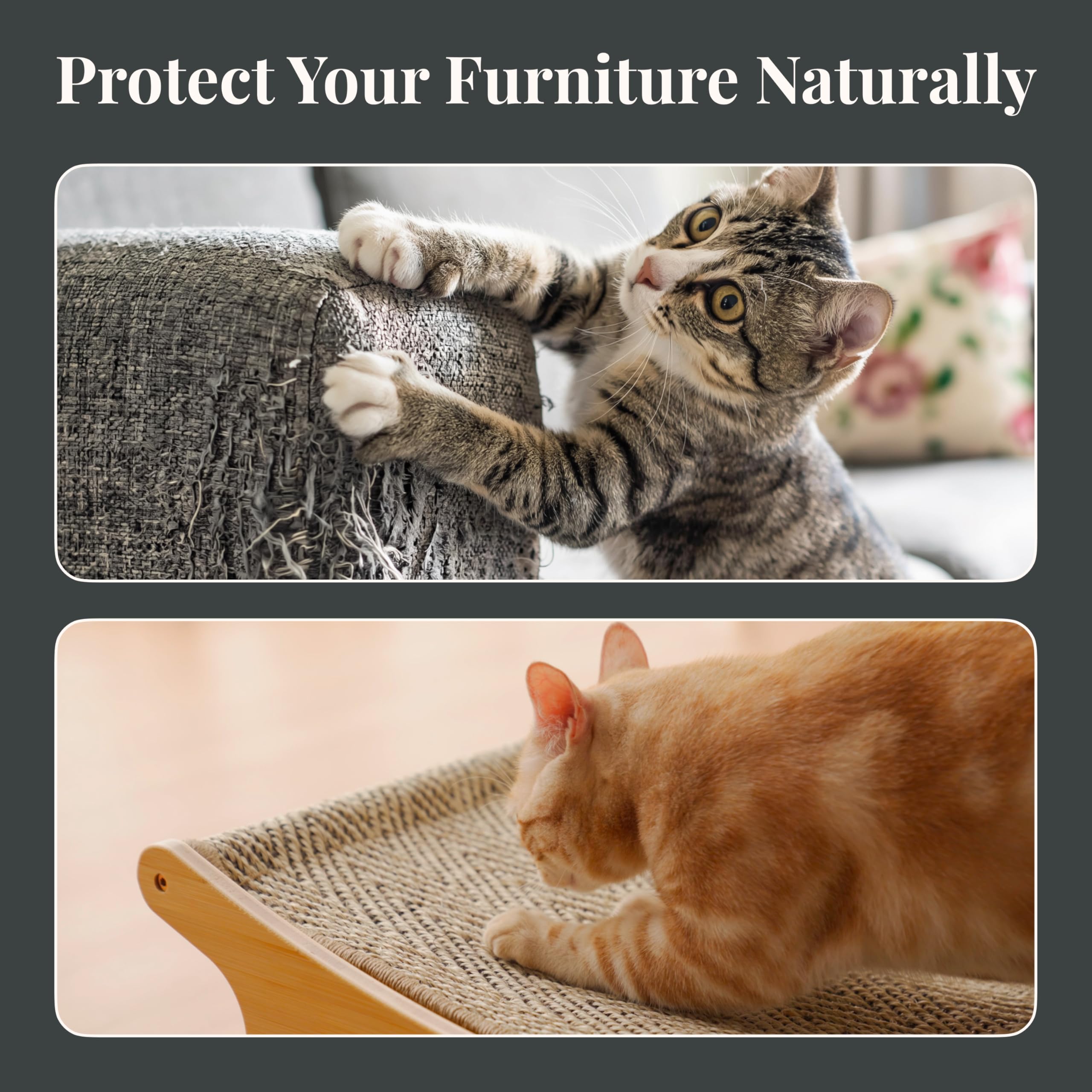 FurrCrest positionnée dans un salon moderne harmonie décor