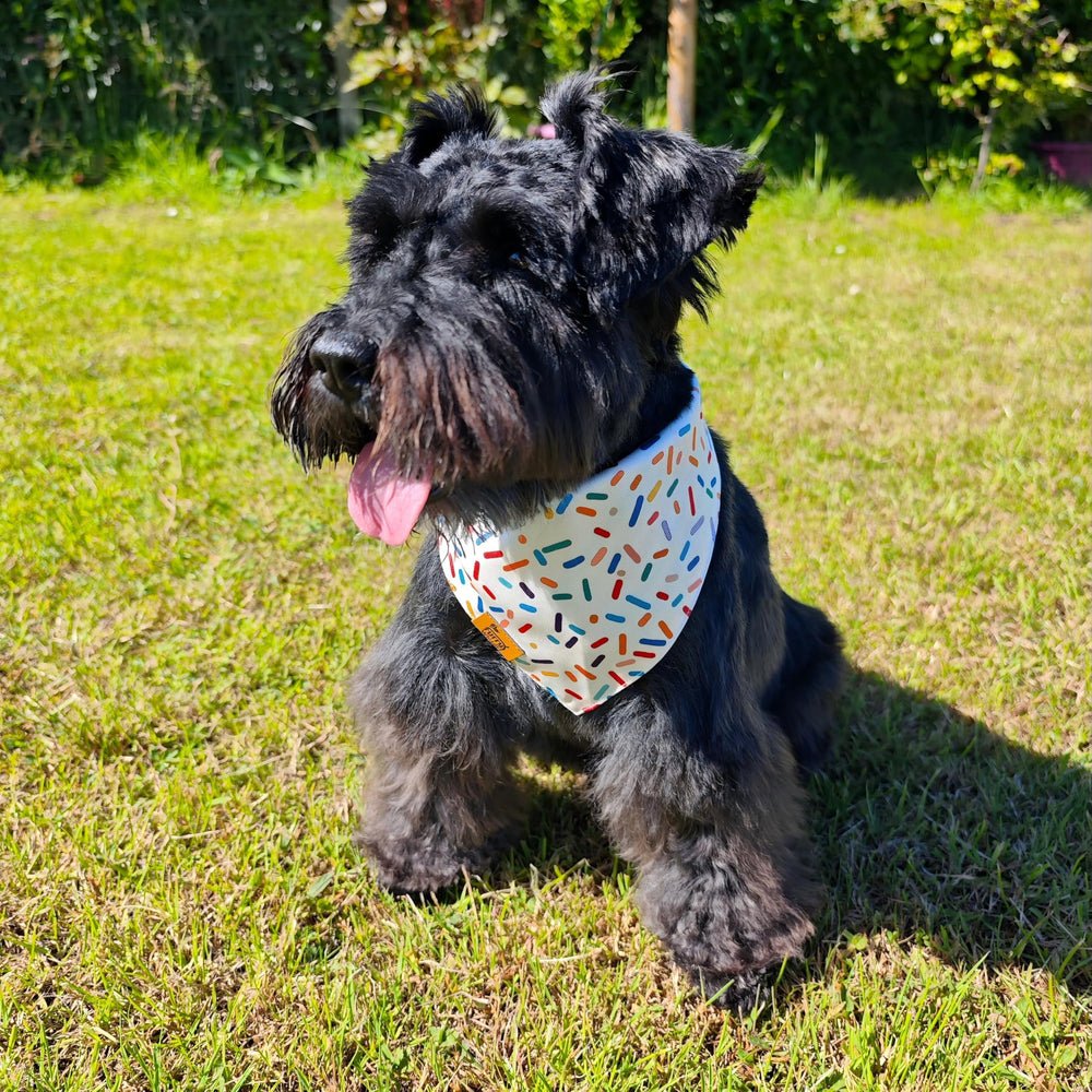 Furry Whisper bandana face sprinkles, motif joyeux pour photos d'anniversaire