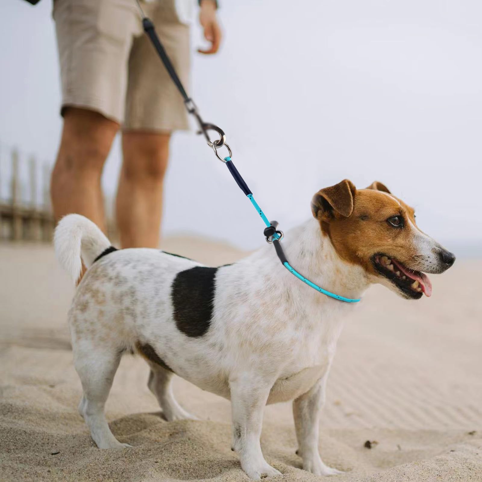 FURSDOLY collier porté par chien en promenade, visibilité accrue au soir