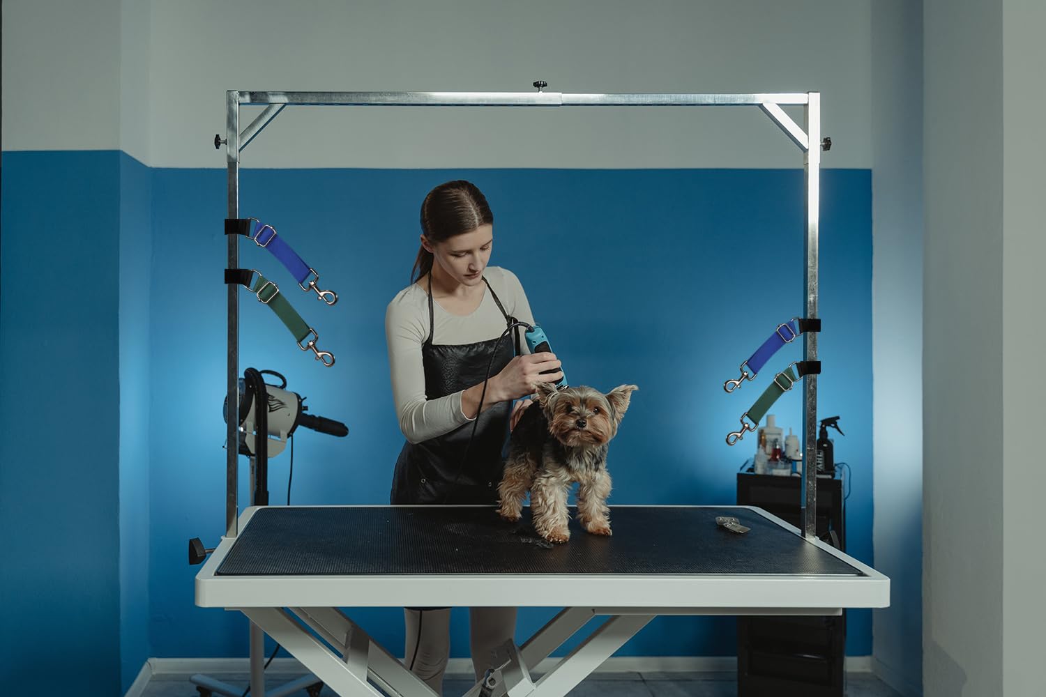 FURSDOLY sangle utilisée sur chien moyen assurant maintien confortable et sécurisé