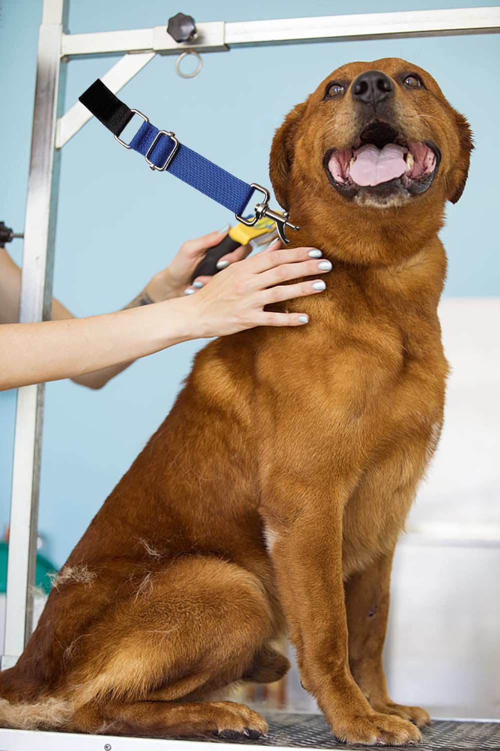 FURSDOLY sangle en usage pendant le bain pour un chien stable et confortable