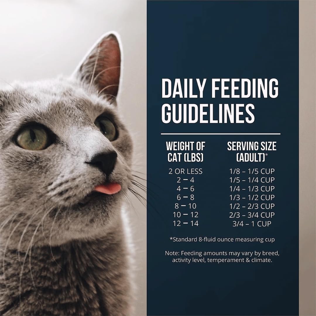 Fussie Cat chat mangeant recette au saumon goût apprécié