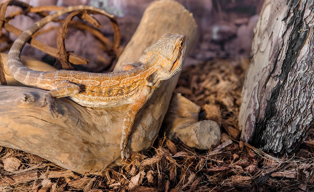 Galapagos scène de terrarium naturel avec mousse, améliore le décor et le confort