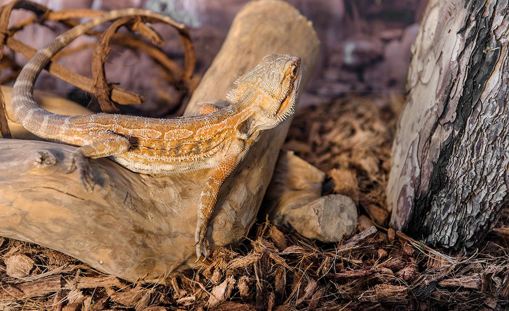 Galapagos scène de terrarium naturel avec mousse, améliore le décor et le confort