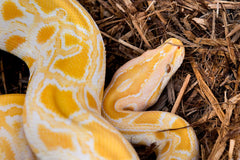 Galapagos comparaison d'échelle montrant profondeur de 8 quarts pour terrarium
