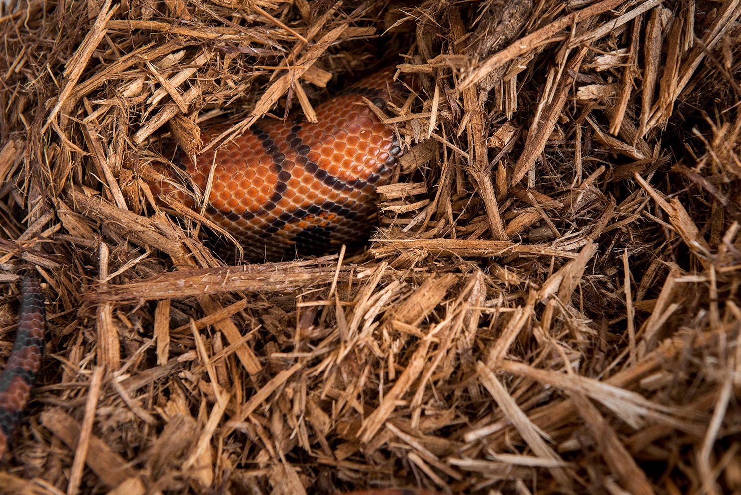 Galapagos substrat en terrarium avec reptile, crée environnement humide naturel