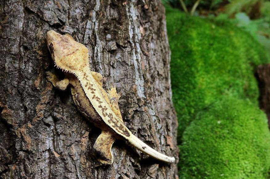 Galápagos écorce à côté règle pour visualiser taille et adaptation