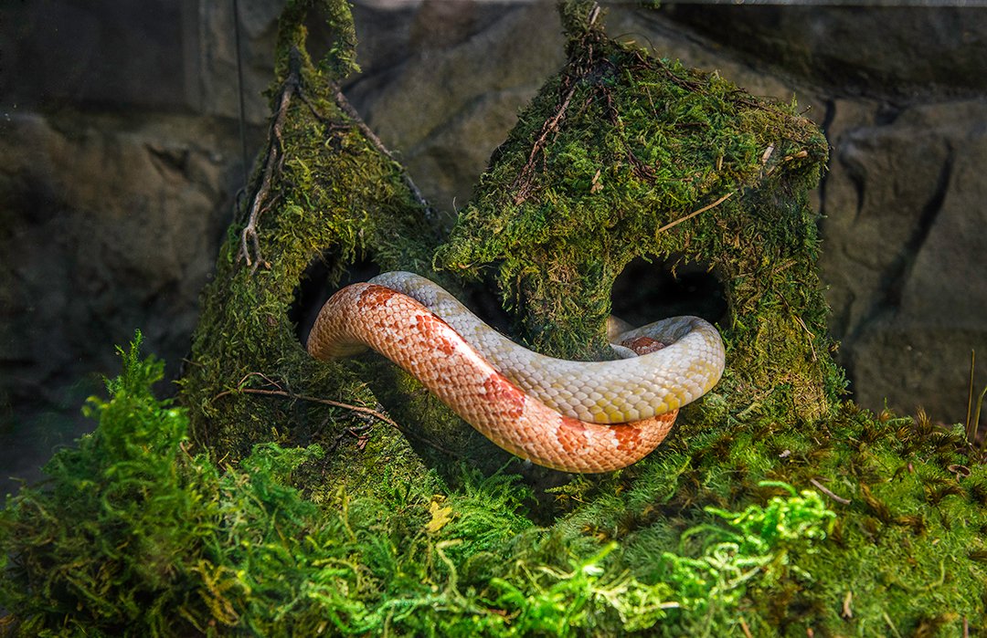 Galapagos étiquette produit détaillée, informations claires pour usage en terrarium