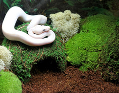 Galapagos Mossy Dome gros plan mousse illustrant rétention d'humidité