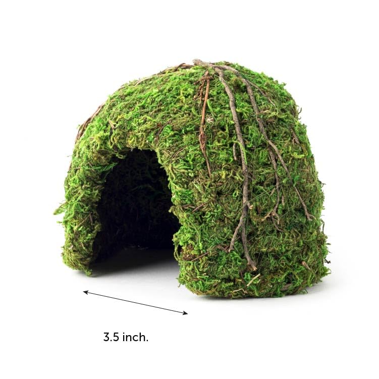 Galapagos Mossy Dome à l'échelle 15 cm montrant compatibilité d'espace